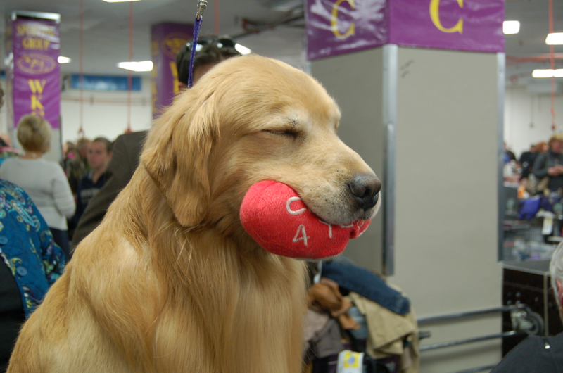 Illustration for article titled Calling Off The Dogs: Day 2 At Westminster